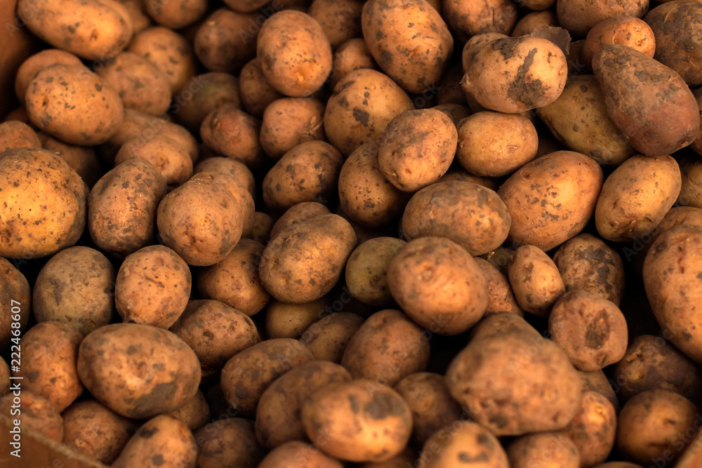 food, potato, vegetable, potatoes, isolated, healthy, fresh, raw, brown, agriculture, white, organic, market, ingredient, root, fruit, nature, vegetarian, carbohydrate food, potato, vegetable, potatoes, isolated, healthy, fresh, raw, brown, agriculture, white, organic, market, ingredient, root, fruit, nature, vegetarian, carbohydrate