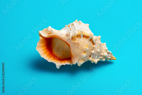 conch shell on a blue background