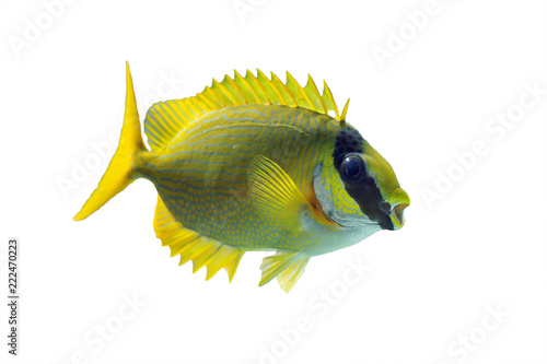 The masked spinefoot (Siganus puellus), also known as decorated rabbitfish or masked rabbitfish, isolated on a white background photo