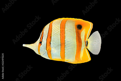 Copperband butterflyfish (Chelmon rostratus), commonly known as beaked coral fish, isolated on a black background