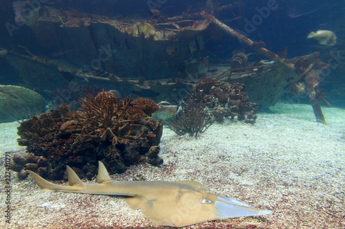 The guitarfish (Rhinobatidae), some family of rays, resting on the bottom underwater
 photo
