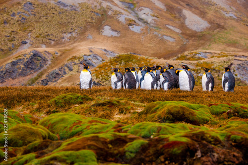 Cute Penguins Seals Sea Lions Elephant