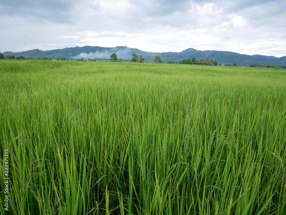 organic rice farm,green field and blue sky