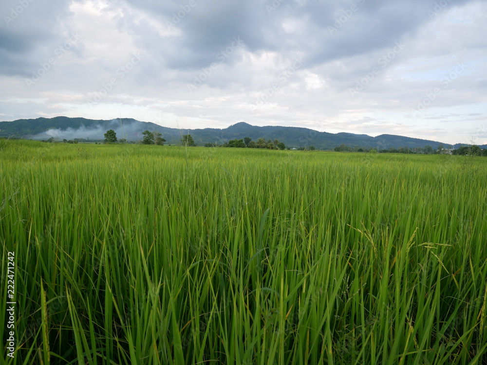 organic rice farm,green wheat field and blue sky