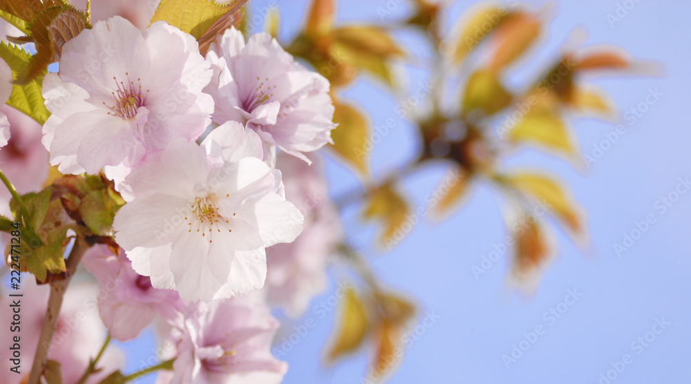 Obraz premium 桜 春 素材