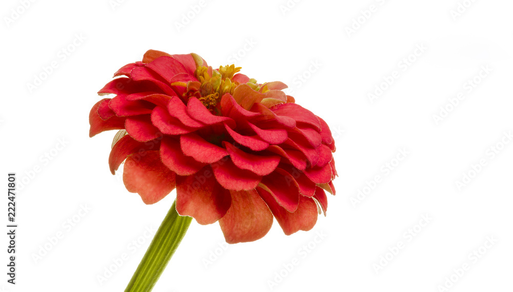 Perennis lachsfarbig Blume auf weissem Hintergrund