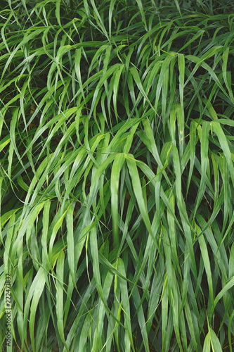 Japanese forest grass (Hakonechloa macra Beni-kaze). Called Beni Kaze hakone grass also.