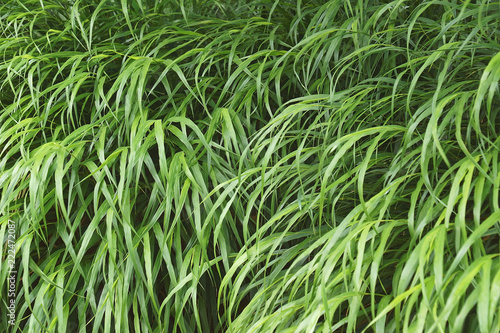 Japanese forest grass (Hakonechloa macra Beni-kaze). Called Beni Kaze hakone grass also. photo