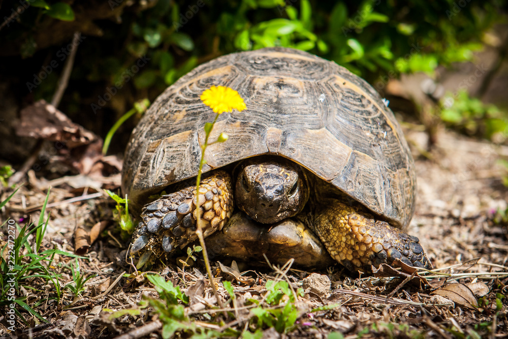 An old tortoise in Monte San Bartolo monastery in Pesaro, Marche, Italy. An old tortoise in Monte San Bartolo monastery in Pesaro, Marche, Italy.