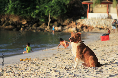 a dog on the beach admiring the sunset