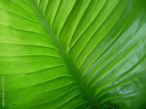 green leaf of palm tree