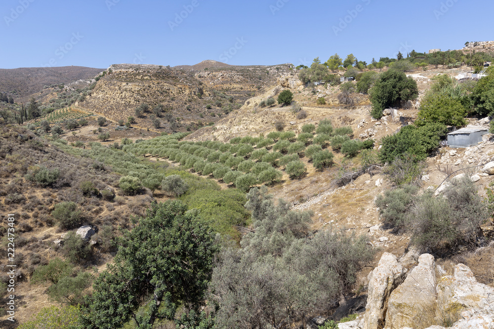 Landschaft mit Olivenbäumen auf Kreta, Griechenland
