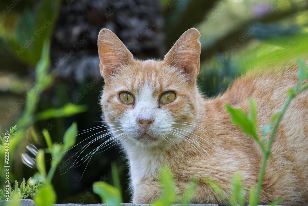 The portrait of a ginger cat sitting in a park and surrounded by plants 