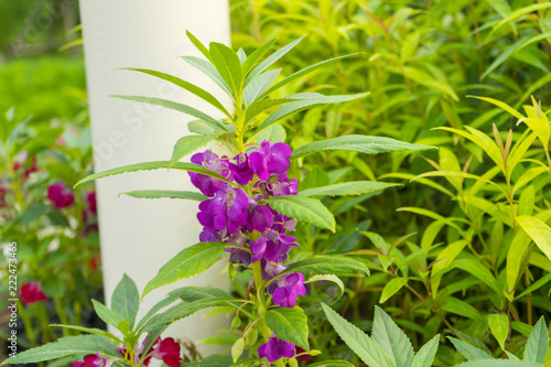 Garden Balsam Impatiens Balsamina Linn flower in garden photo