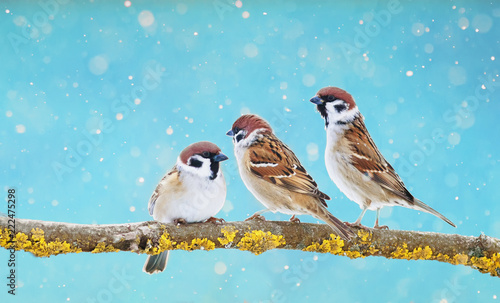 three funny Sparrow birds are sitting on a branch in the winter holiday Park during the snowfall