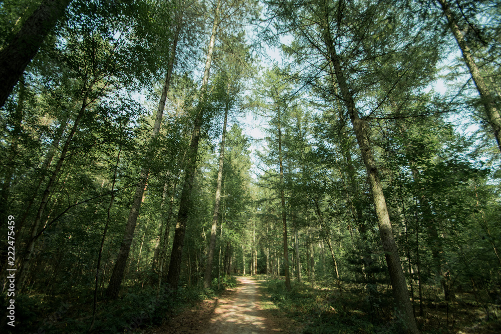 Obraz premium The road, surrounded by tree's, Prinsenpark, Belgium