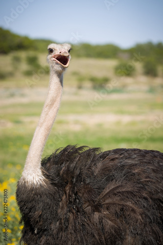 Closeup of ostrich, big bird feeding green grass in savannah. Struthio camelus. Ostrich in nature habitat, wildlife Africa. Bird with long neck and small head.