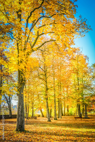 Vibrant yellow fall trees in pak at sunny day, retro toned