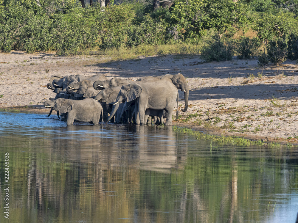 Obraz premium A herd of African elephants at Lake Horseshoe in Bwabwata, Namibia