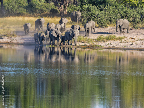A herd of African elephants at Lake Horseshoe in Bwabwata, Namibia