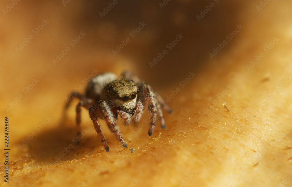 little cute brown jumping spider on mushroom little cute brown jumping spider on mushroom