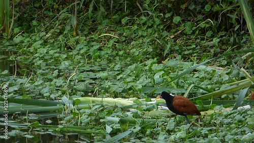 Bird walking on leaves