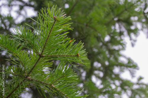 Pine branch