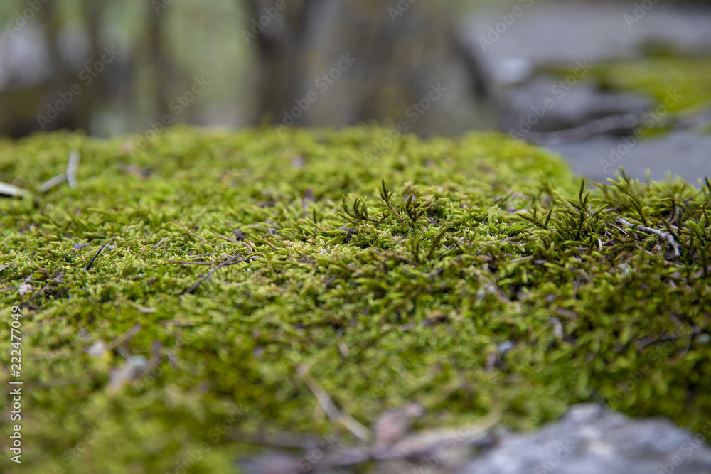 moss in the park of camprodon moss in the park of camprodon