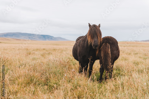 Two wild brown Icelandic horses in a field with a mountain in a background. Iceland travel.