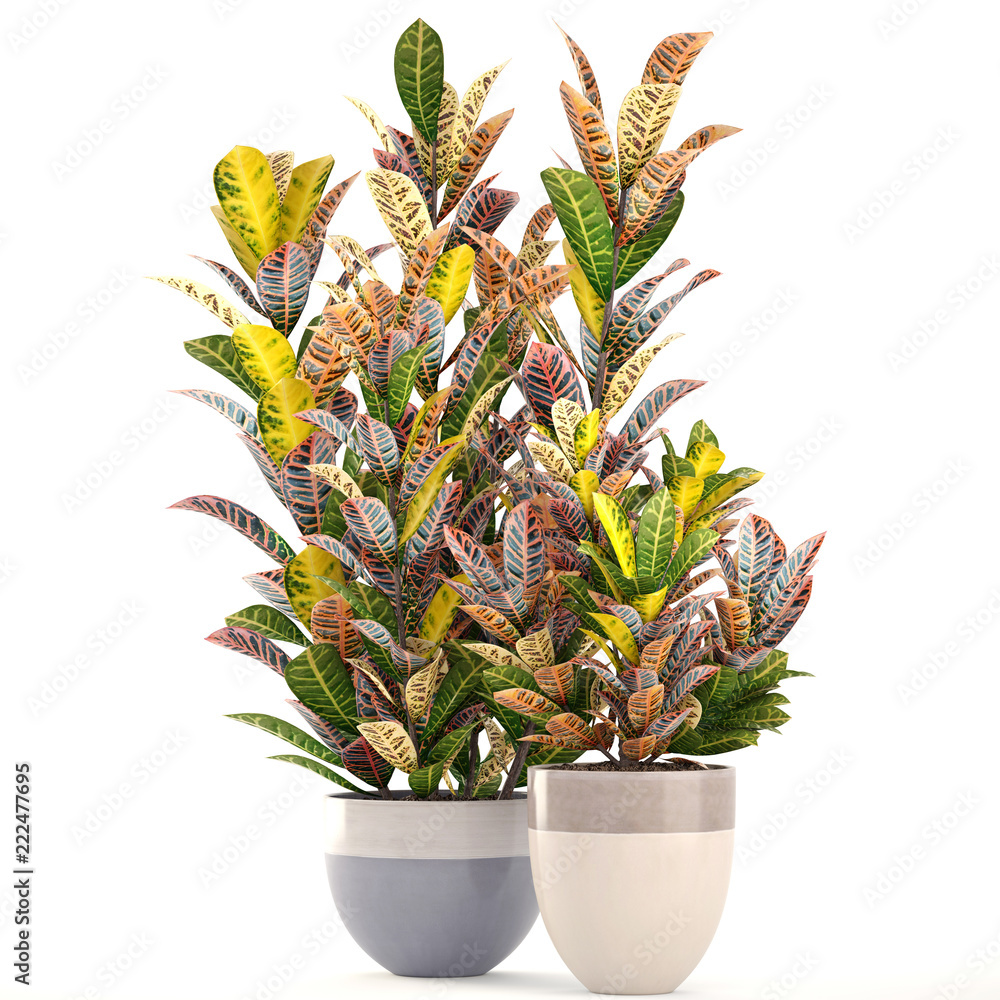 Obraz premium Croton in pot. Exotic plants