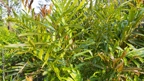 Acrostichum speciosum, the golden leather fern photo