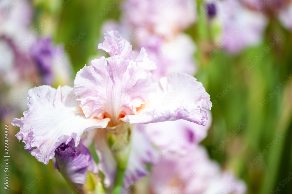Iris Iris