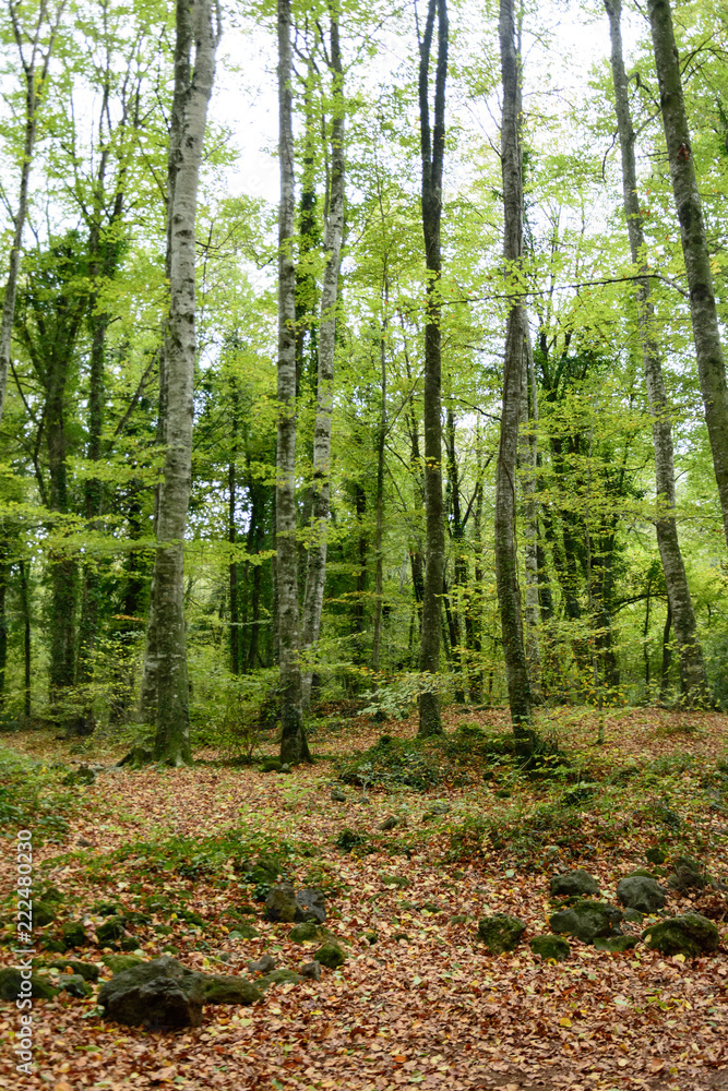 A view of la Fageda d'en Jorda, in la Garrotxa, Spain