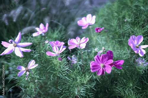 Cosmos flowers. Elegant plants with pink  purple flowers. Summer vivid background