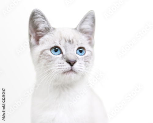 A cute young domestic shorthair kitten with bright blue eyes gazing upward