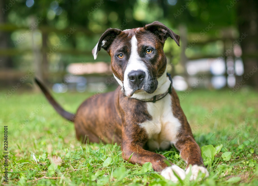 A brindle and white American Bulldog mixed breed dog relaxing in the grass