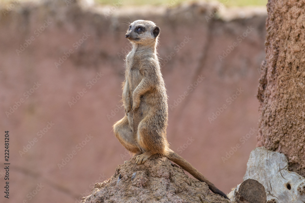 Fototapeta premium An alert isolated Meerkat on a termite mound at the zoo
