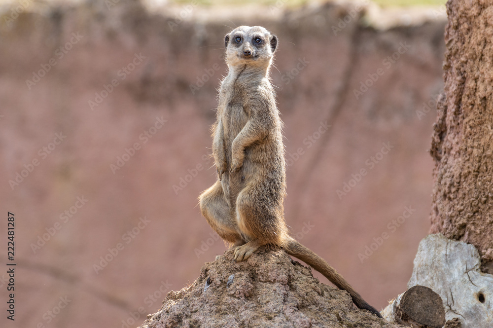 A portrait of a single Meerkat sitting on a termite mound. A portrait of a single Meerkat sitting on a termite mound.