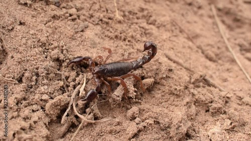 Scorpion walking in the sand