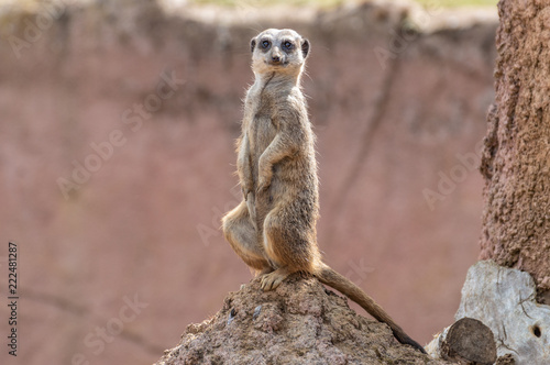 A portrait of a single Meerkat sitting on a termite mound.