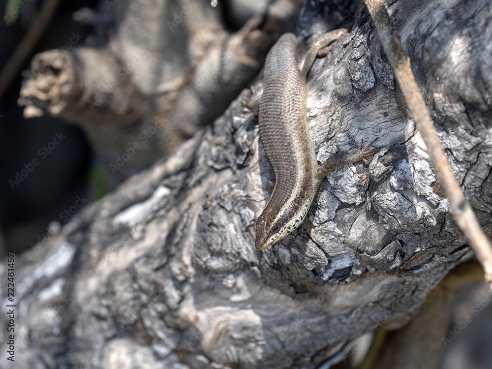 Fototapeta premium Mabuya on tree trunk in Bwabwata, Namibia