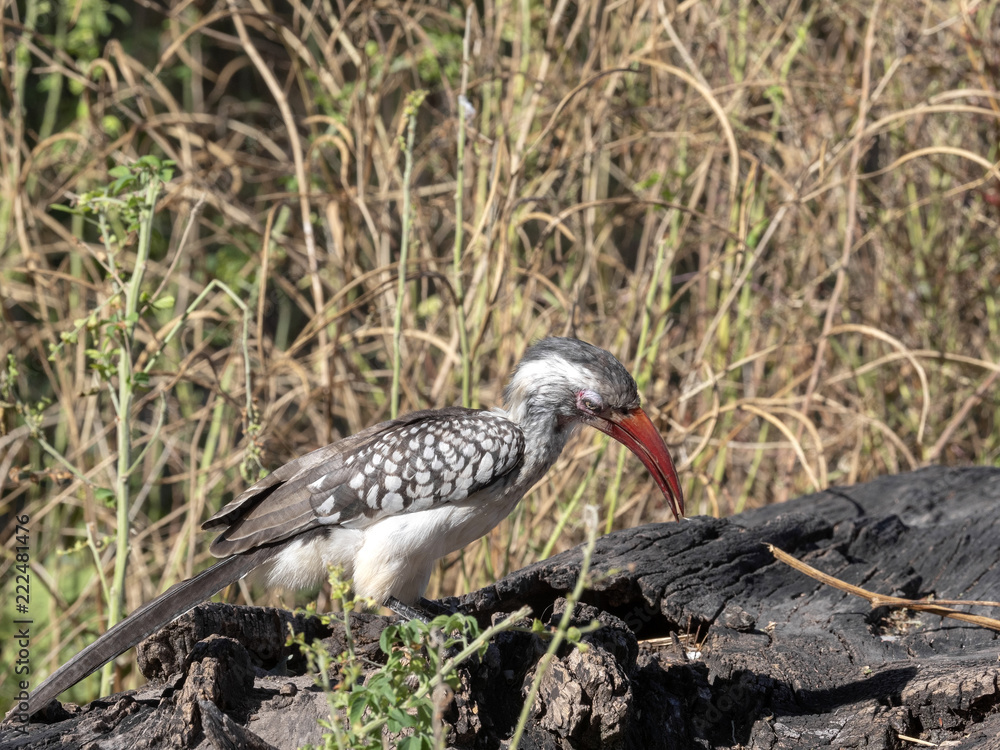 Obraz premium Red-billed Hornbill Tockus erythrorhynchus looking for food, in Bwabwata, Namibia