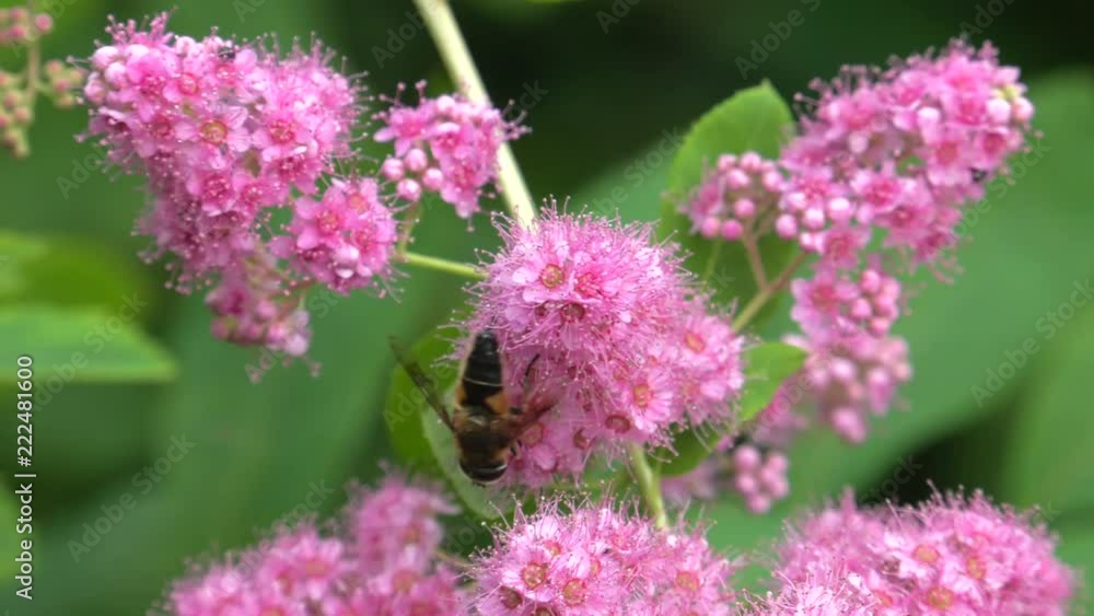 Pink wild flowers grow in a pile. Latin: Spirea densiflora, Spiraea Thale. Bees and flies pollinate flowers. 4K Macro Pink wild flowers grow in a pile. Latin: Spirea densiflora, Spiraea Thale. Bees and flies pollinate flowers. 4K Macro