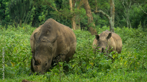 Rhinoceros Duo: Adult and Baby Rhinos Surrounded by Lush Greenery