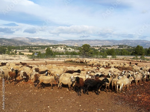 rebaño de ovejas en campo en invierno © norrie39