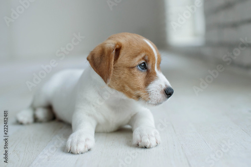 Dog Jack Russell 