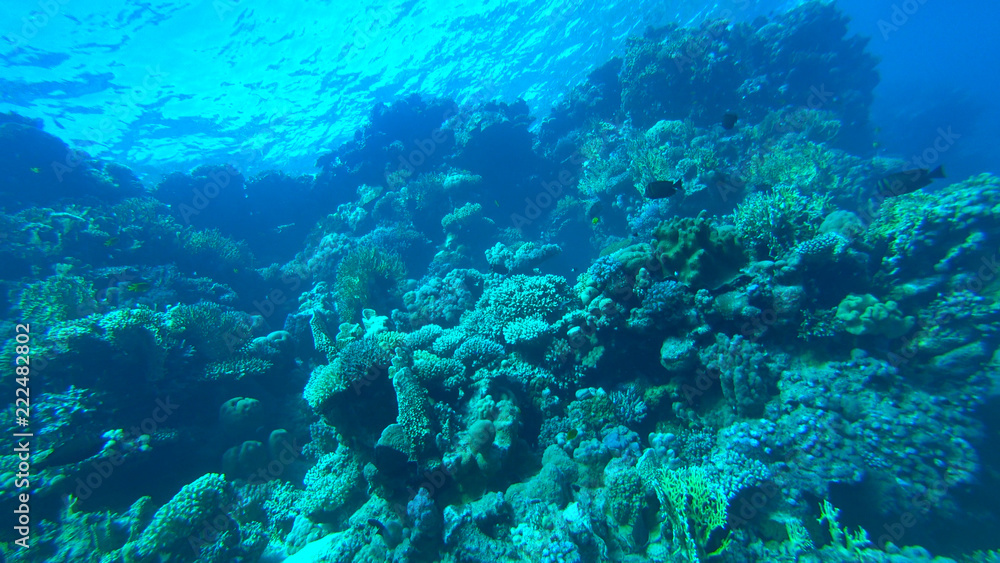 the coral reef