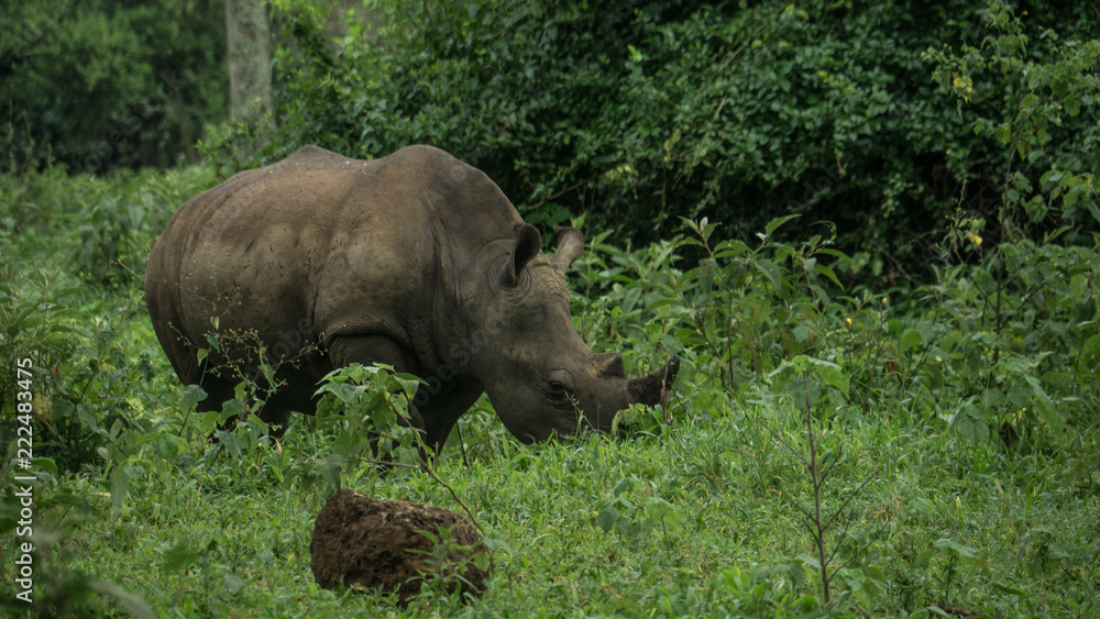 Rhino walking In the bush
