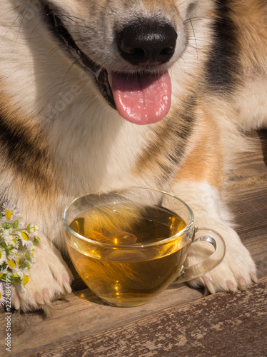 Tea time. Dog Welsh Corgi Pembroke with a cup of tea.