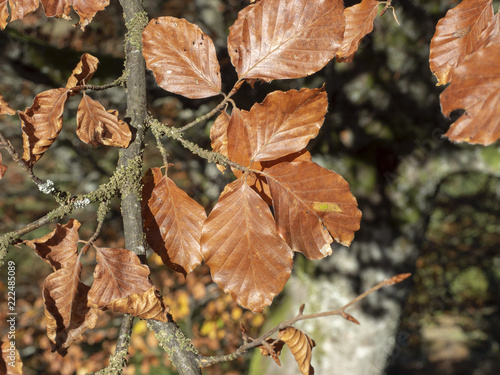 Fagus sylvatica. Feuilles fanées sur branches de hêtres communs aux couleurs cuivrées d'automne photo